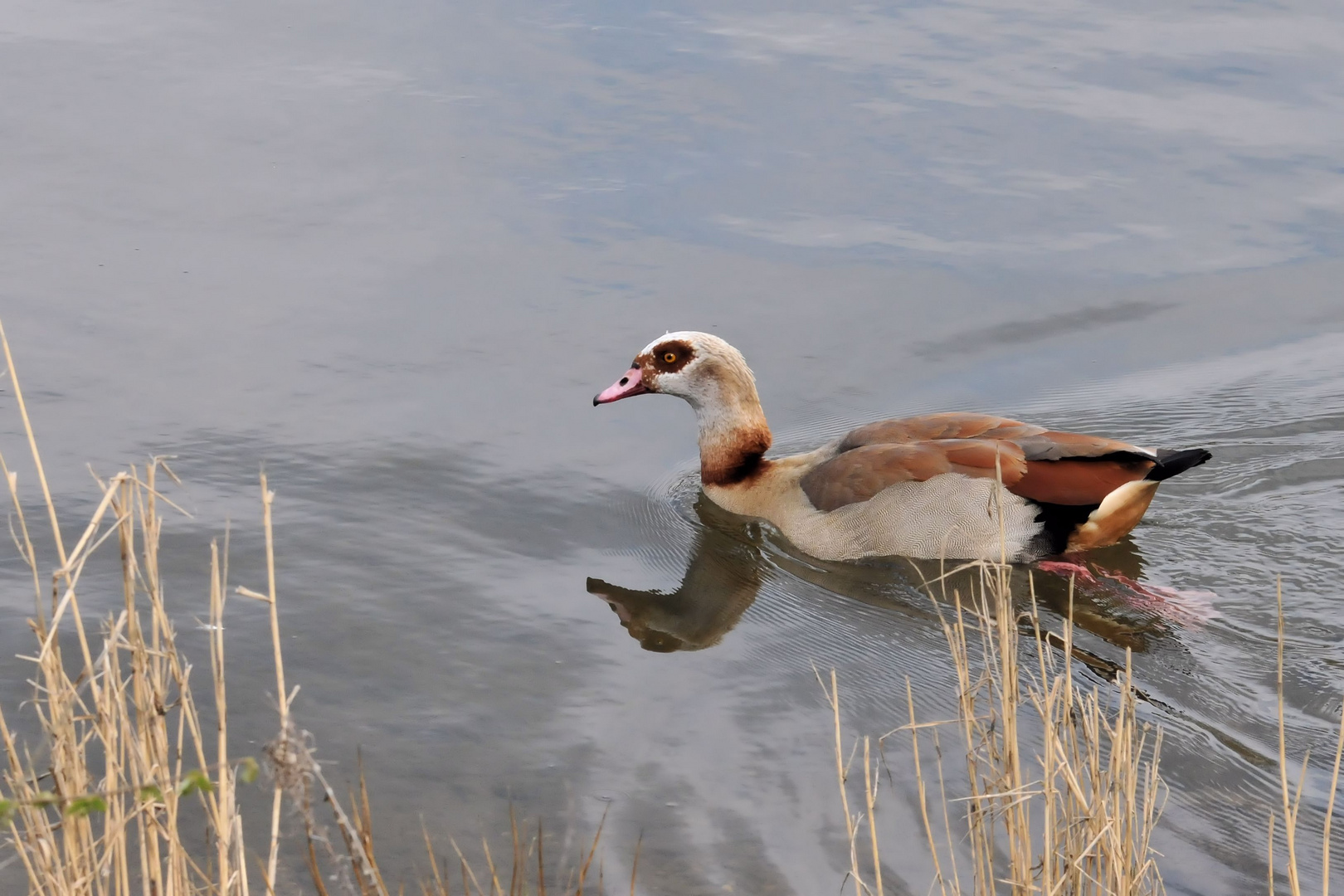 gans benannt nach einem fluss mit n mit 7 buchstaben foto bild tiere wildlife wild lebende vogel bilder auf fotocommunity
