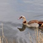 Gans, benannt nach einem Fluss mit "N" mit 7 Buchstaben?