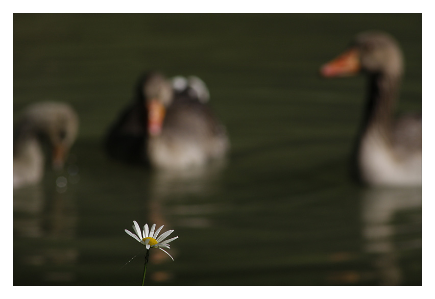 Gans beschaulich