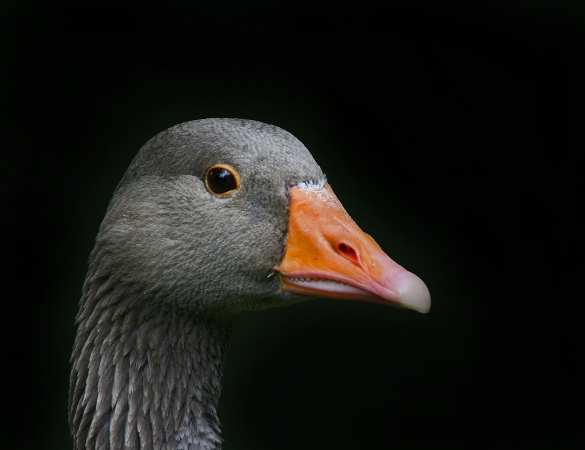 Gans bisschen Gras