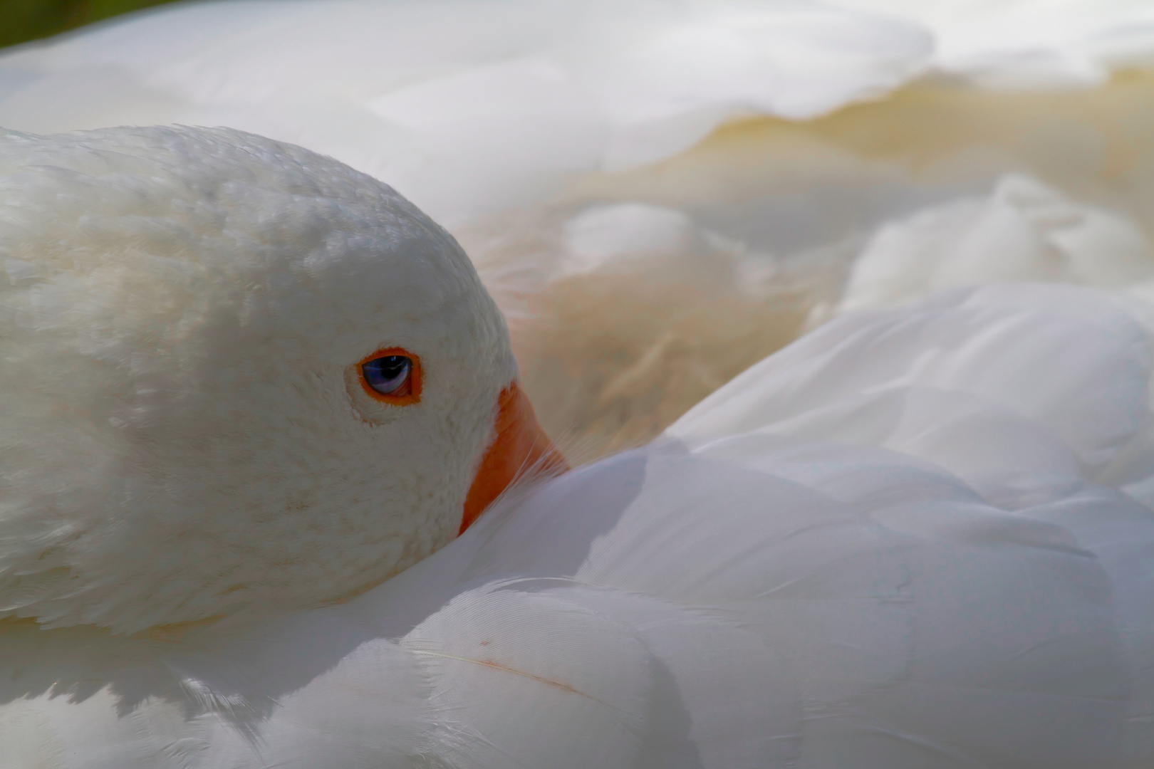 Gans blickt in eine ungewisse Zukunft