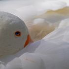 Gans blickt in eine ungewisse Zukunft