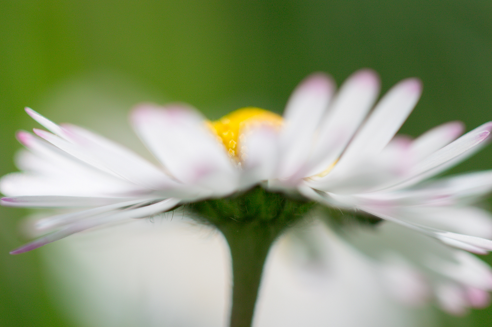 [ Gans Blümchen ]