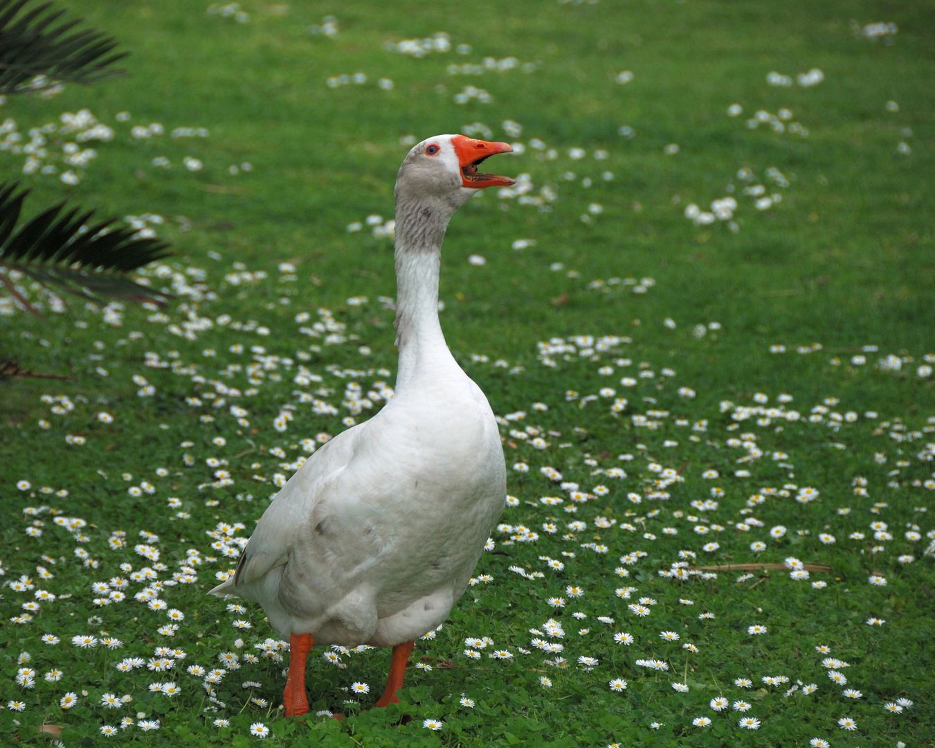 Gans + Blümchen = Gänseblümchen