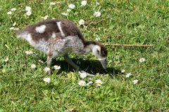 Gans + Blümchen = Gänseblümchen