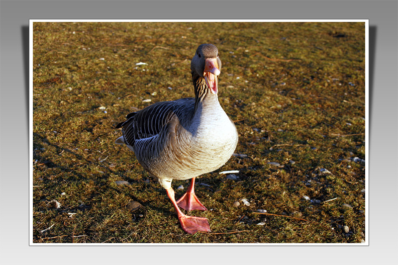 Gans Böse!