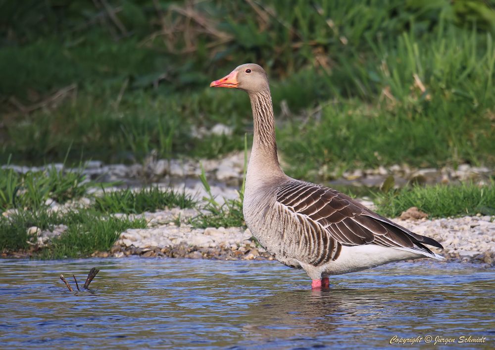 Gans Foto & Bild tiere, wildlife, wild lebende vögel Bilder auf