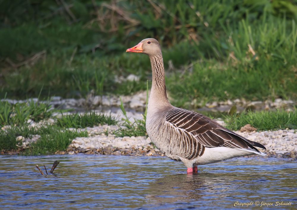 Gans Foto &amp; Bild | tiere, wildlife, wild lebende vögel Bilder auf ...