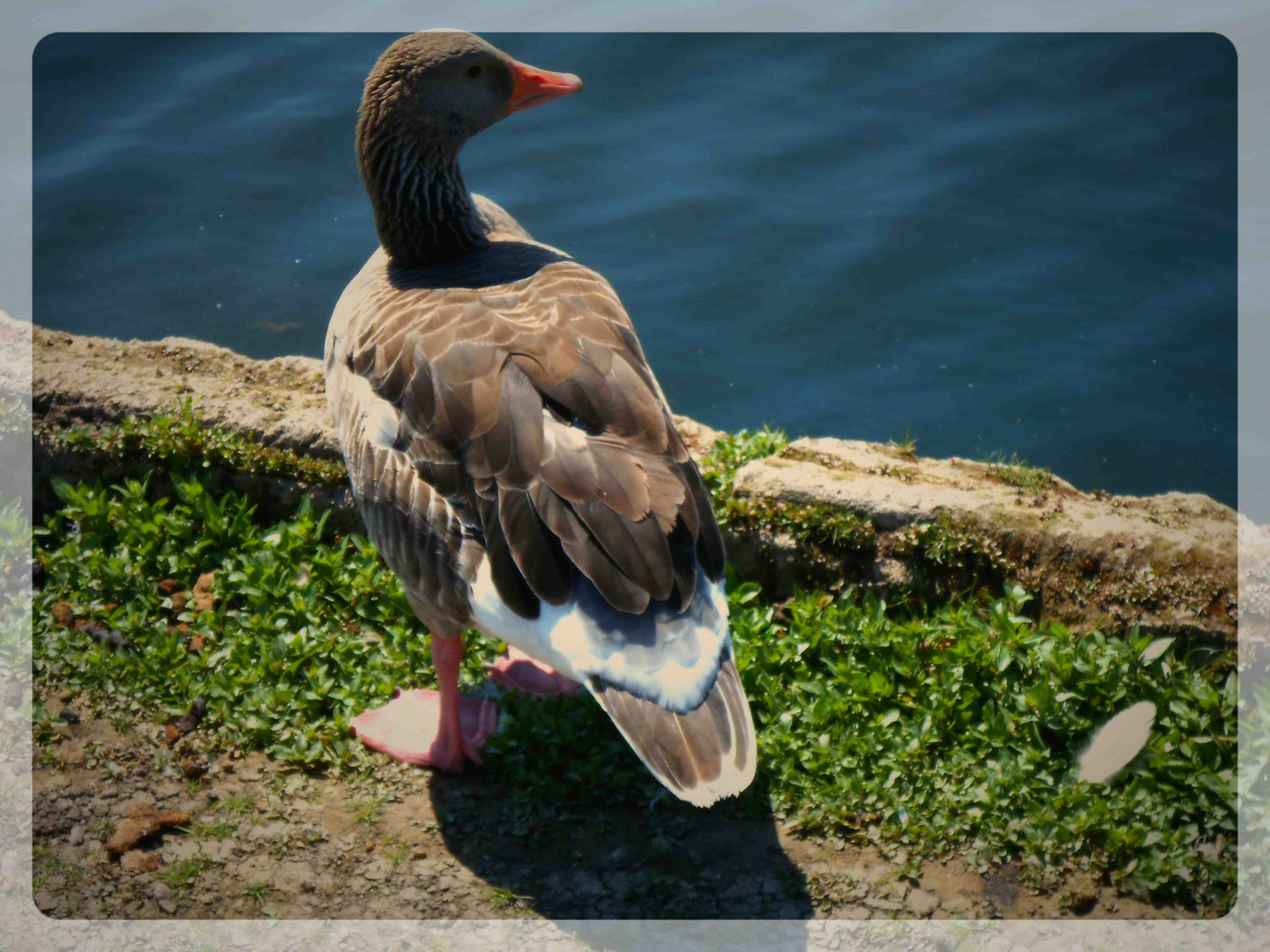 Gans du hast es gut im Park......