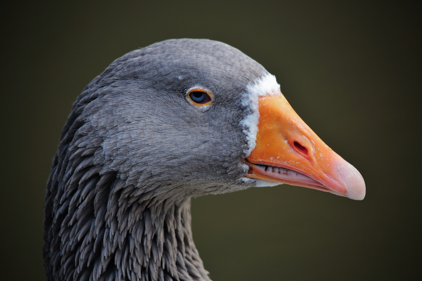 ...Gans... Foto &amp; Bild | tiere, wildlife, wild lebende vögel Bilder auf ...