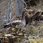 Gan(s) egal, ob der Teich einen Zaun hat