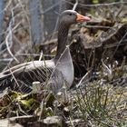 Gan(s) egal, ob der Teich einen Zaun hat 