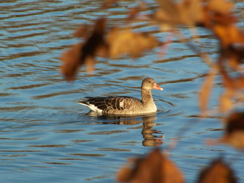 Gans einsam