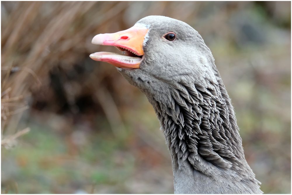 Gans Foto & Bild | Bilder auf fotocommunity