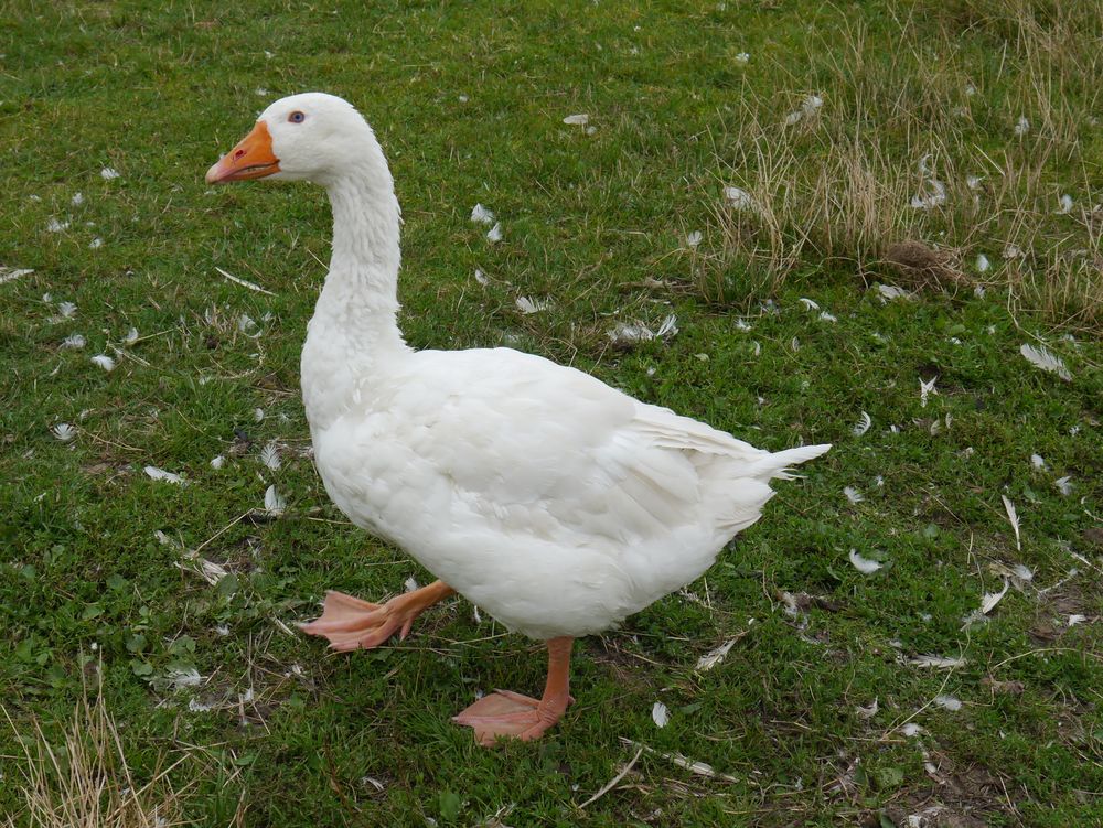 Gans Foto & Bild tiere, haustiere, nutztiere Bilder auf
