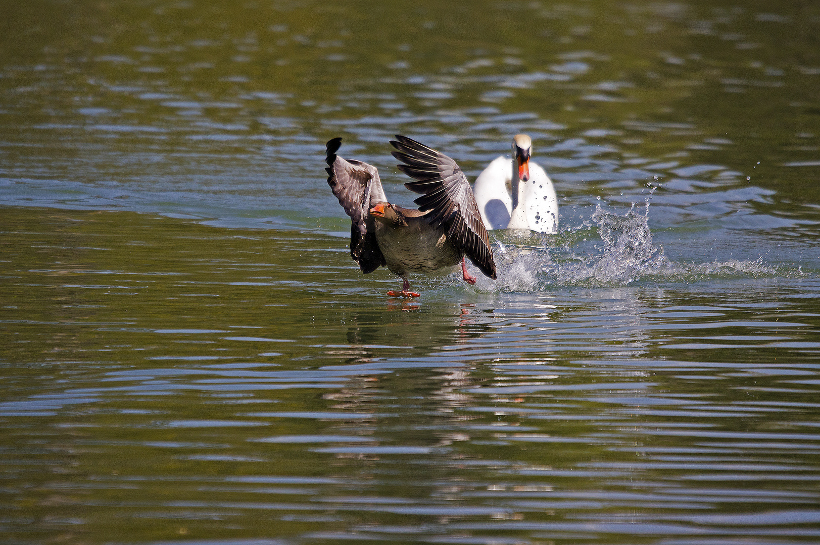 Gans flüchtet vor Schwan