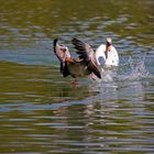 Gans flüchtet vor Schwan