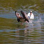 Gans flüchtet vor Schwan