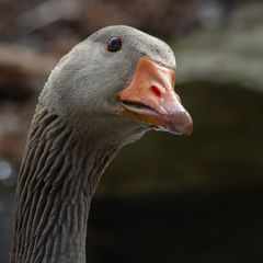 Gans frecher Blick