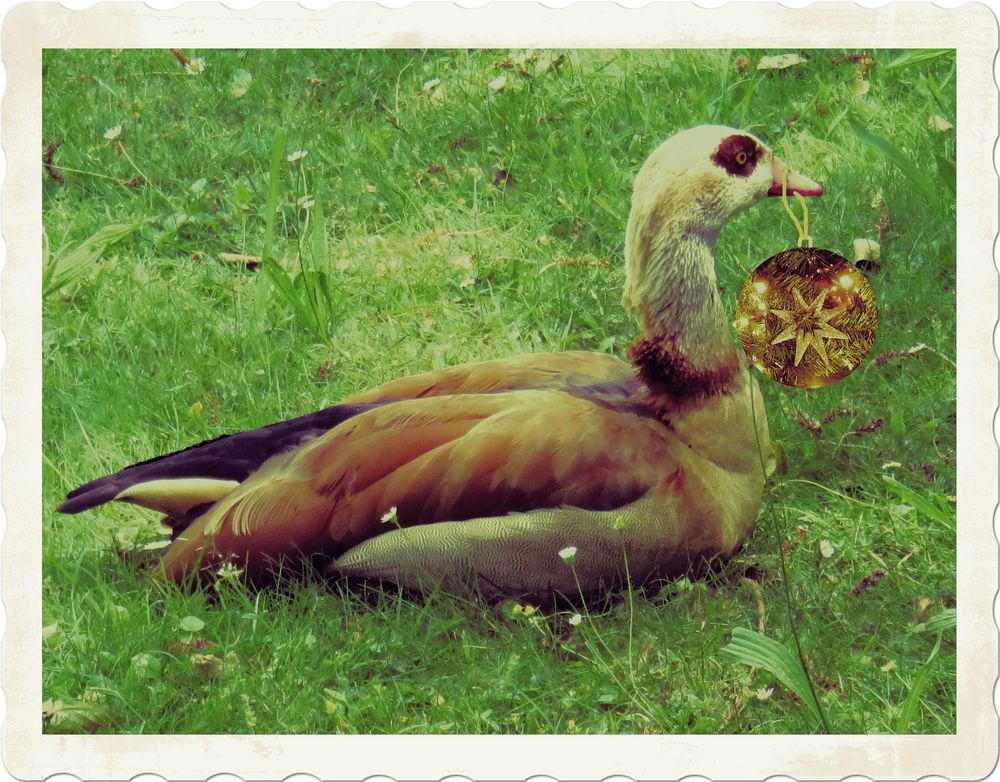 Gans frohe Feiertage Foto &amp; Bild | tiere, wildlife, wild lebende vögel ...