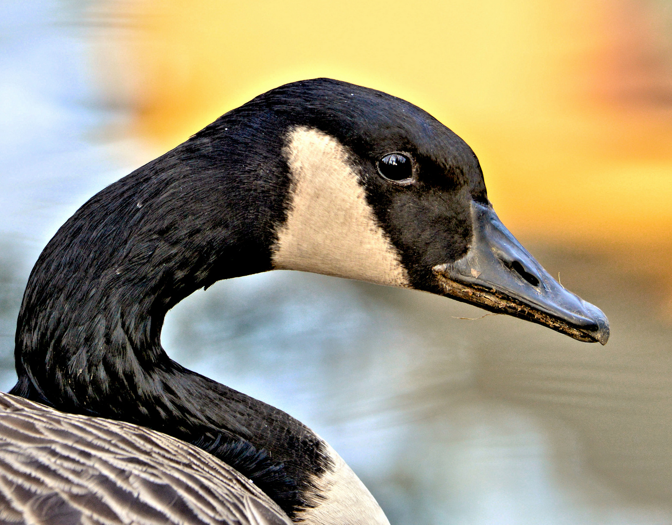 Gans, Gans , Gans herzliche Grüße von einer Fototour...