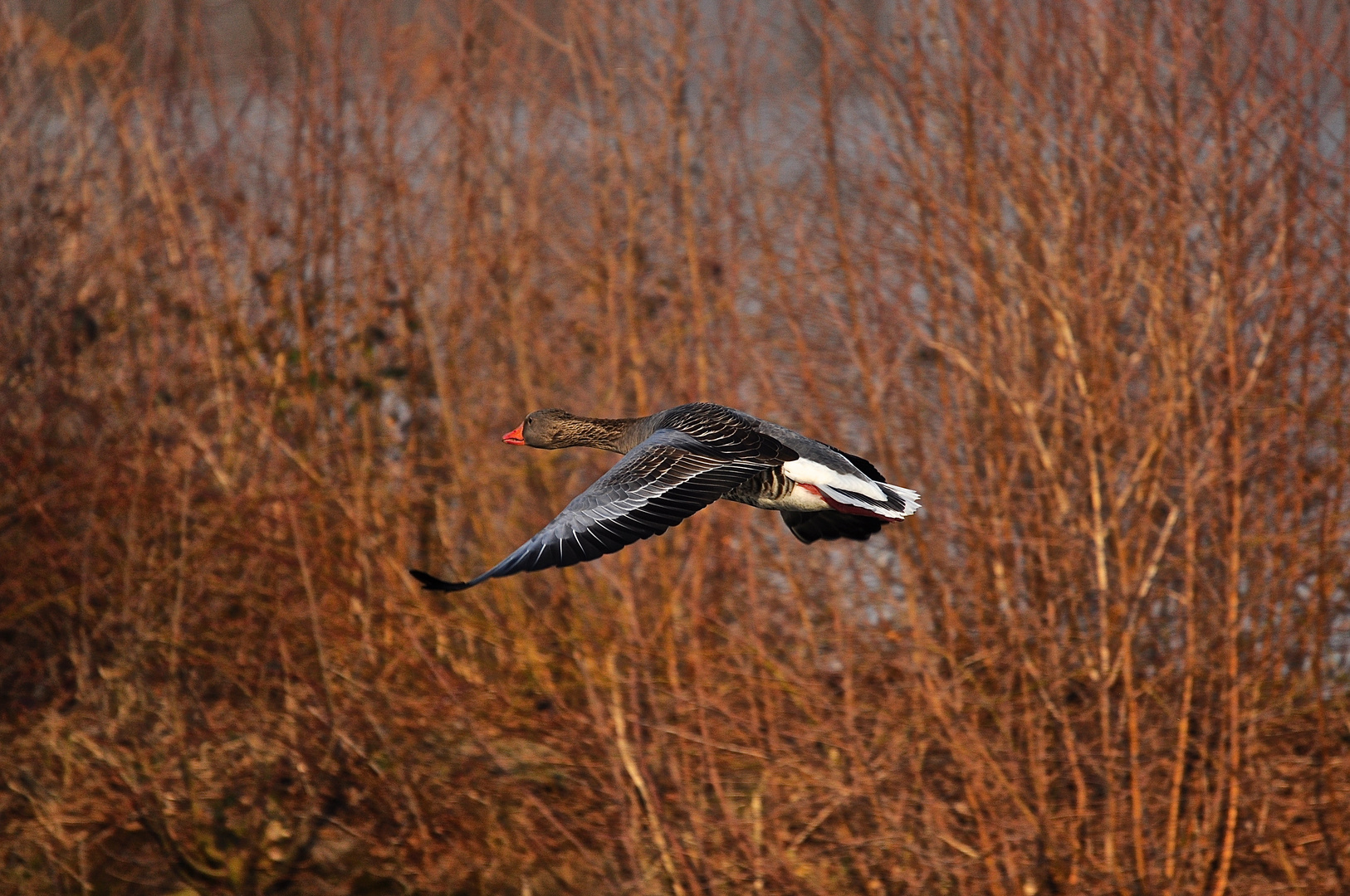 Gans ganz alleine am Steinhorster Becken