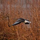 Gans ganz alleine am Steinhorster Becken