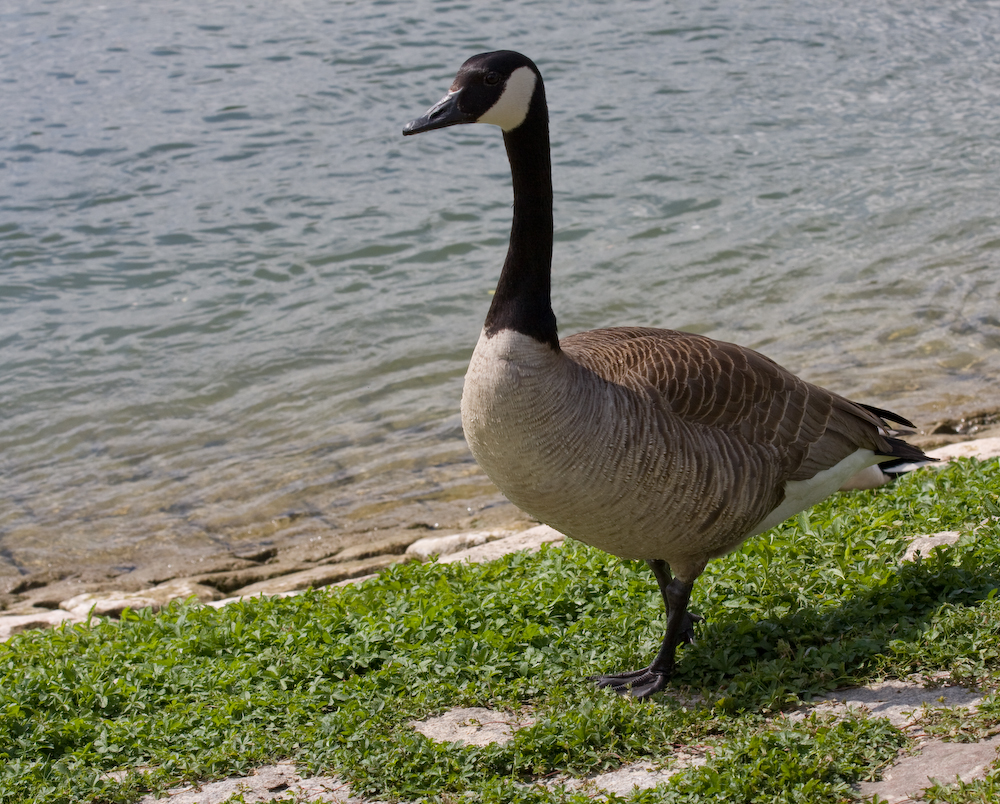 Gans ganz nah am Rhein