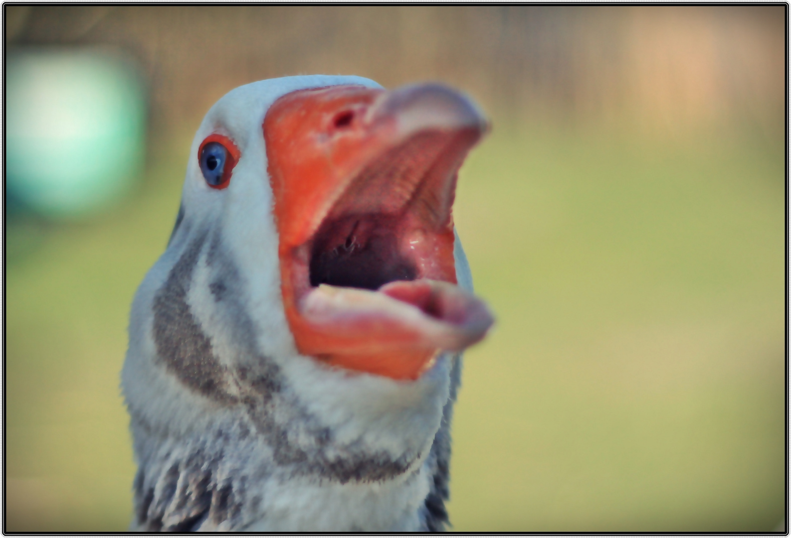 Gans gefährlich