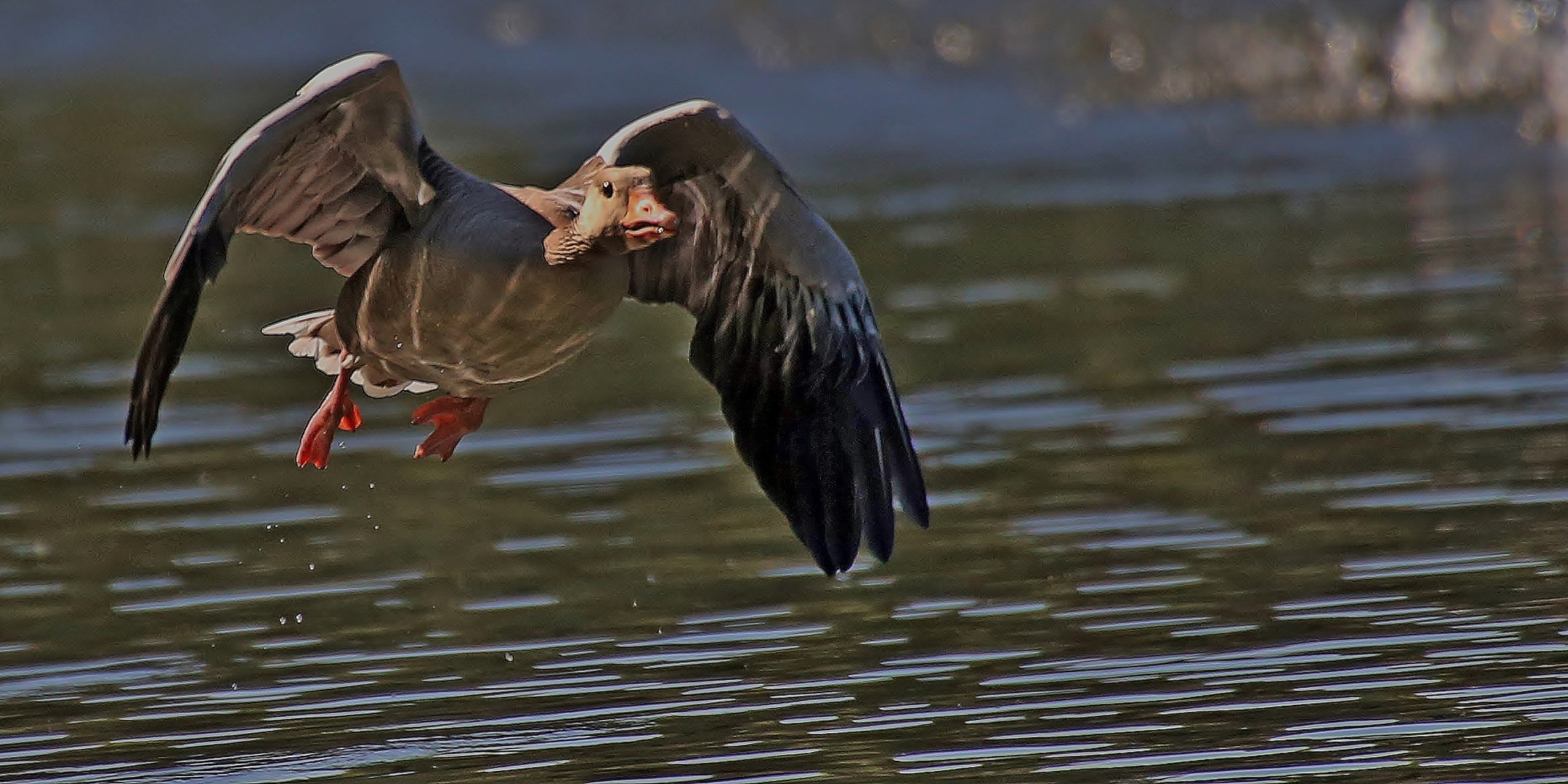 Gans gelungen