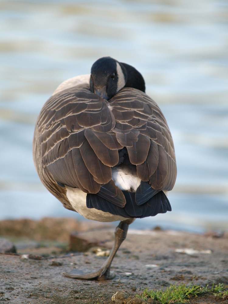 "Gans" genau ausbalanciert!