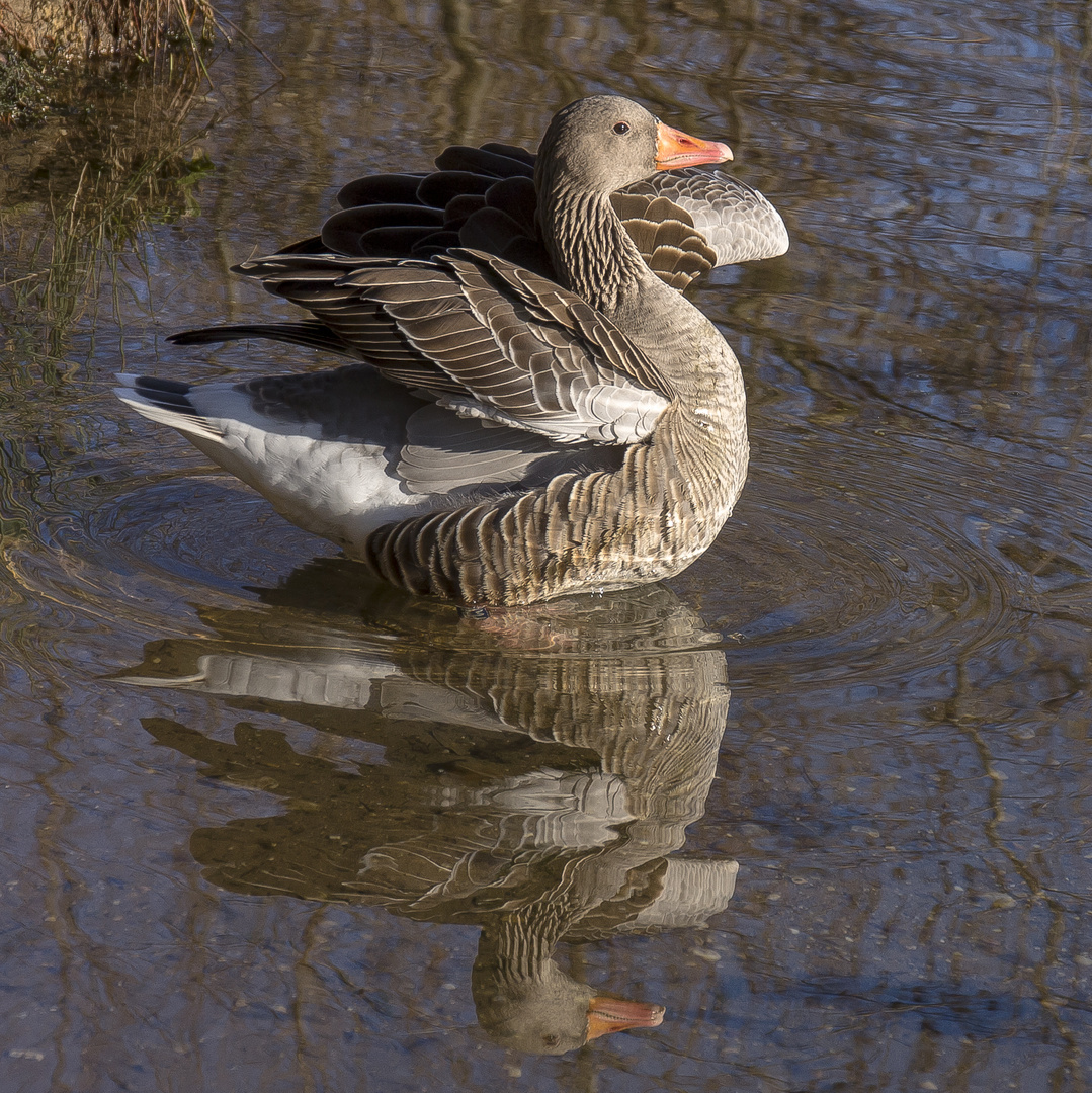 Gans gespiegelt....