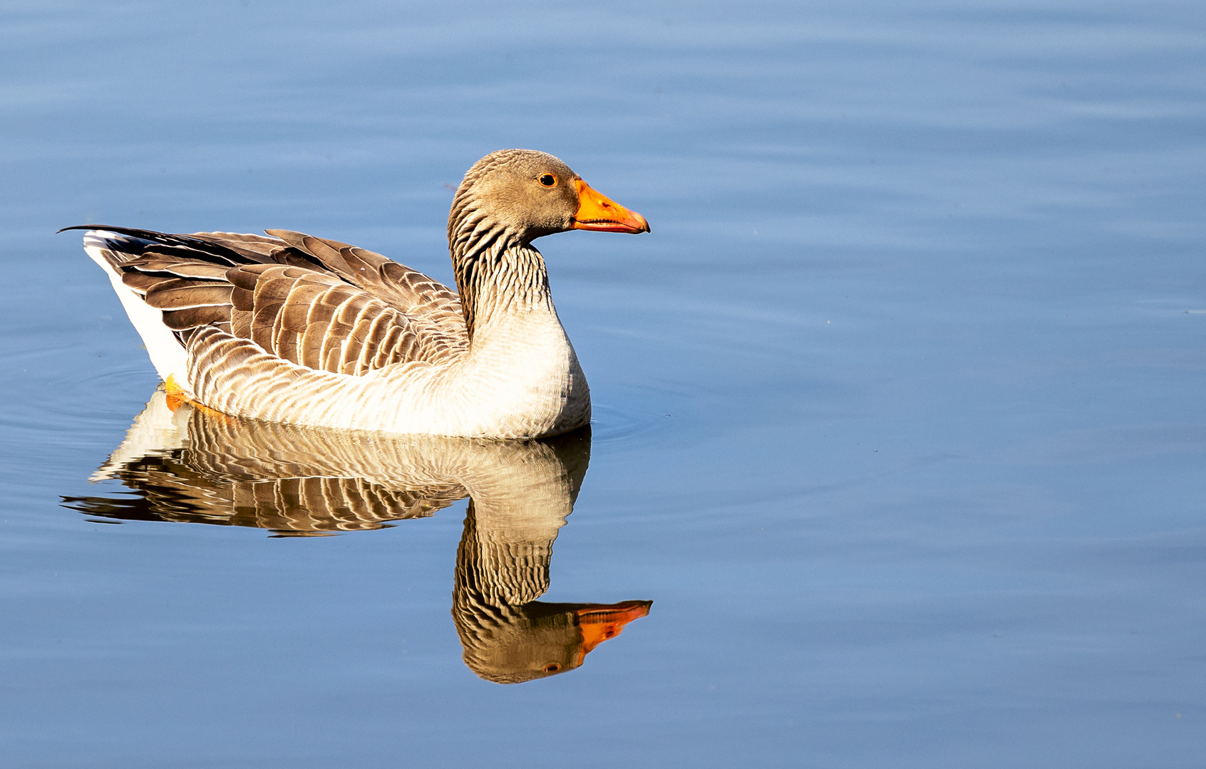 Gans gespiegelt