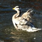 Gans große Klasse