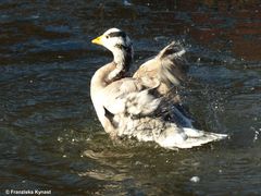 Gans große Klasse