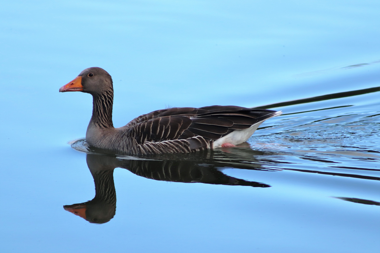 Gans gut gespiegelt