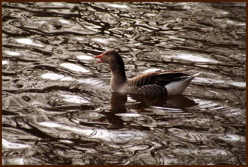 Gans gut im Bilde