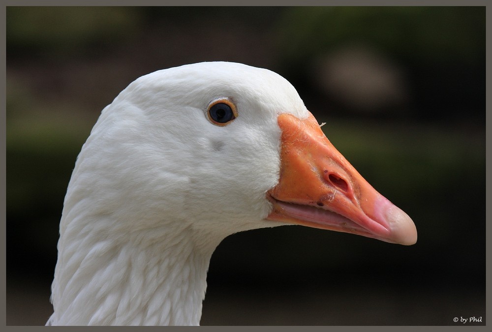 Gans hält Ausschau