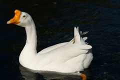 Gans... Höckergans , Horngans .. keine Ahnung ...