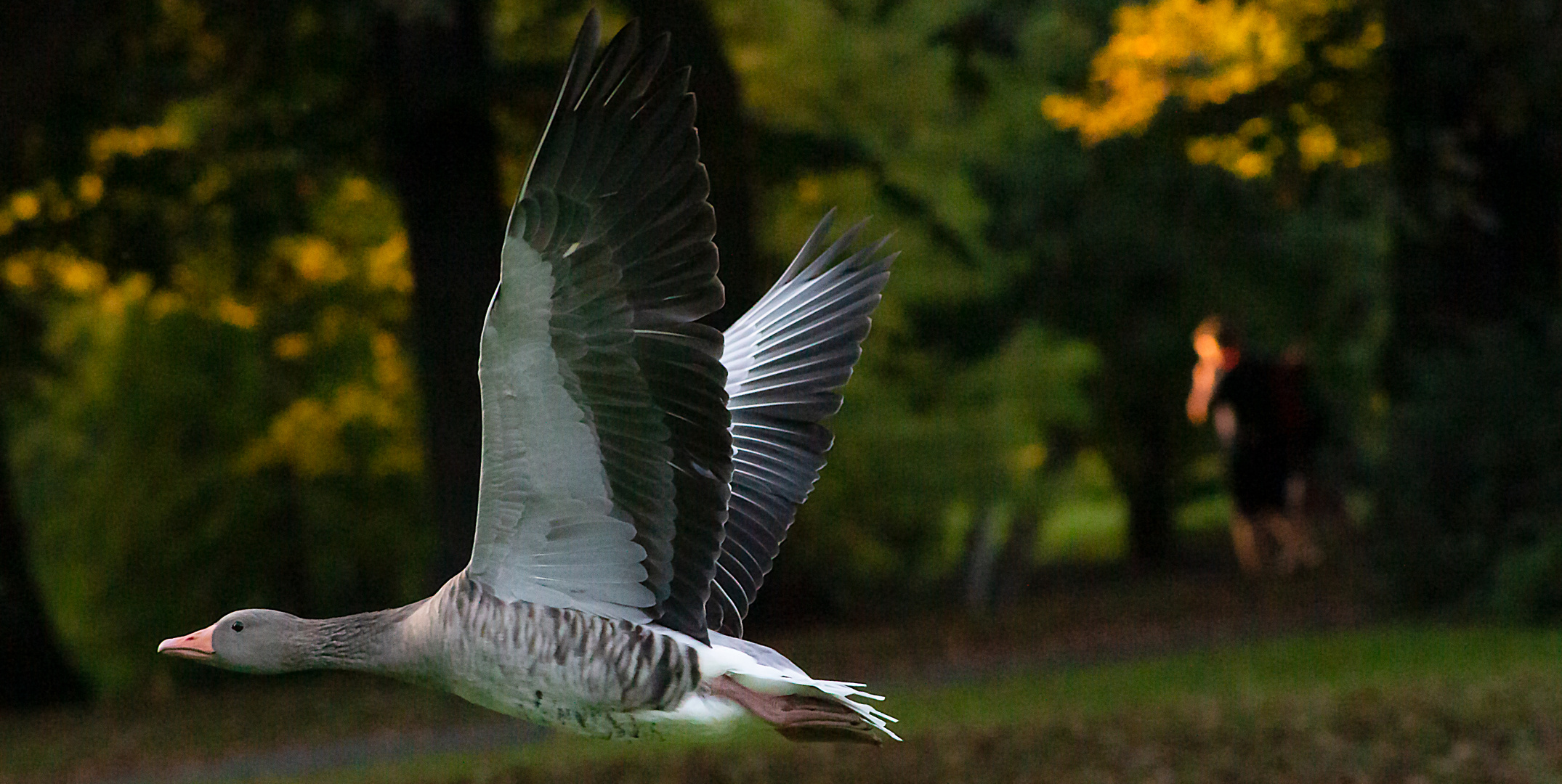 Gans im Abflug.