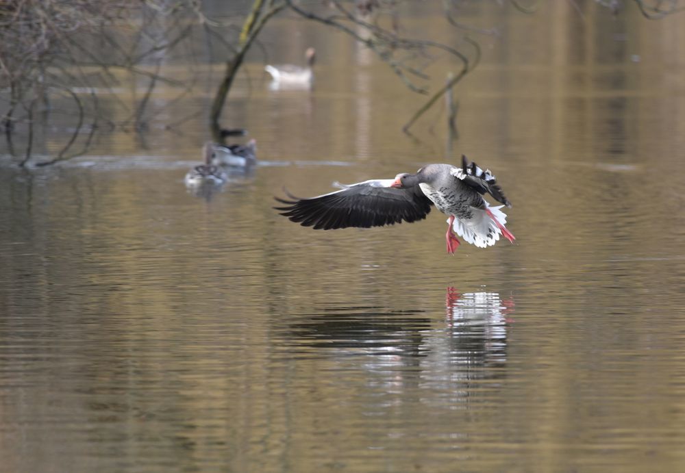 Gans im Anflug