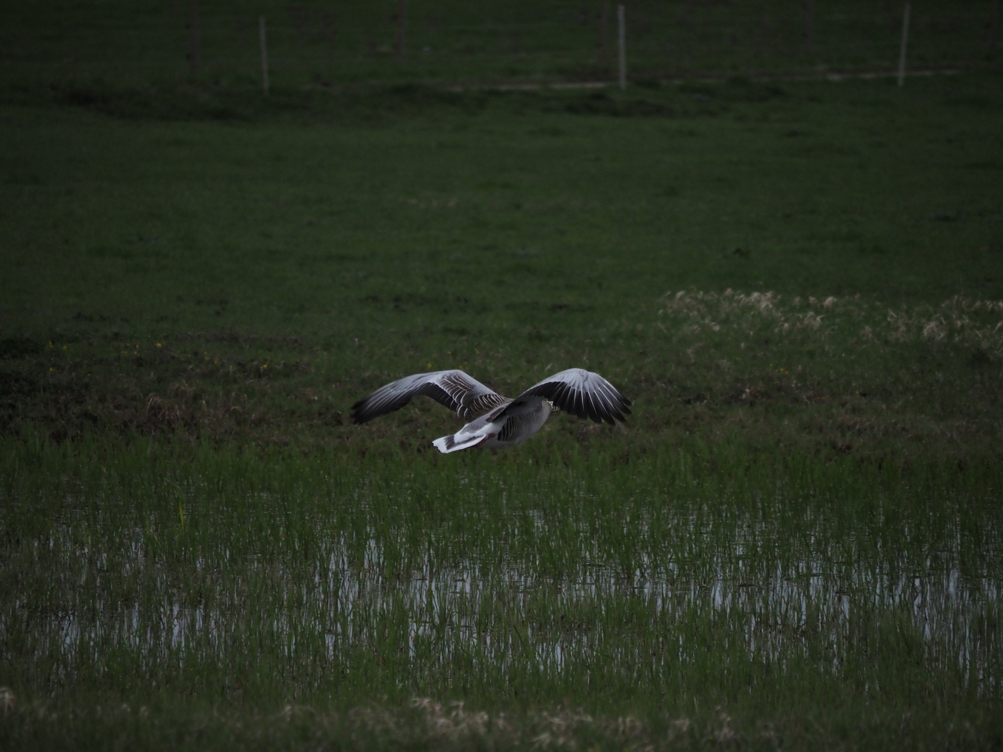 Gans im Bingenheimer Ried