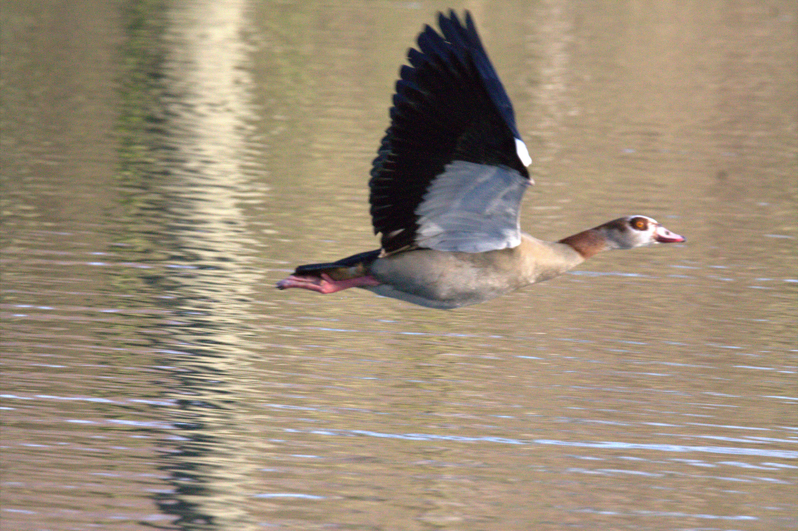 Gans im Flug