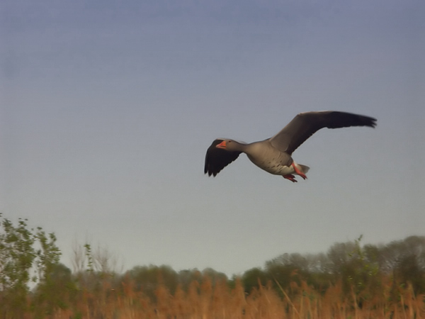 Gans im Flug