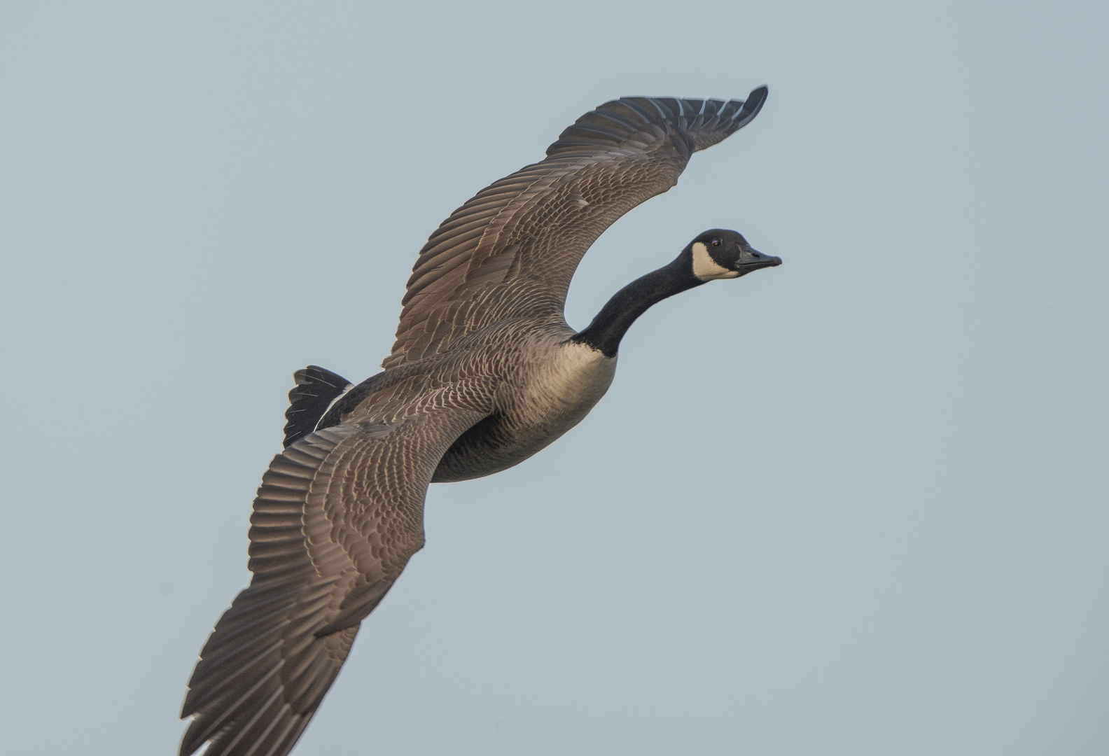 Gans im Flug