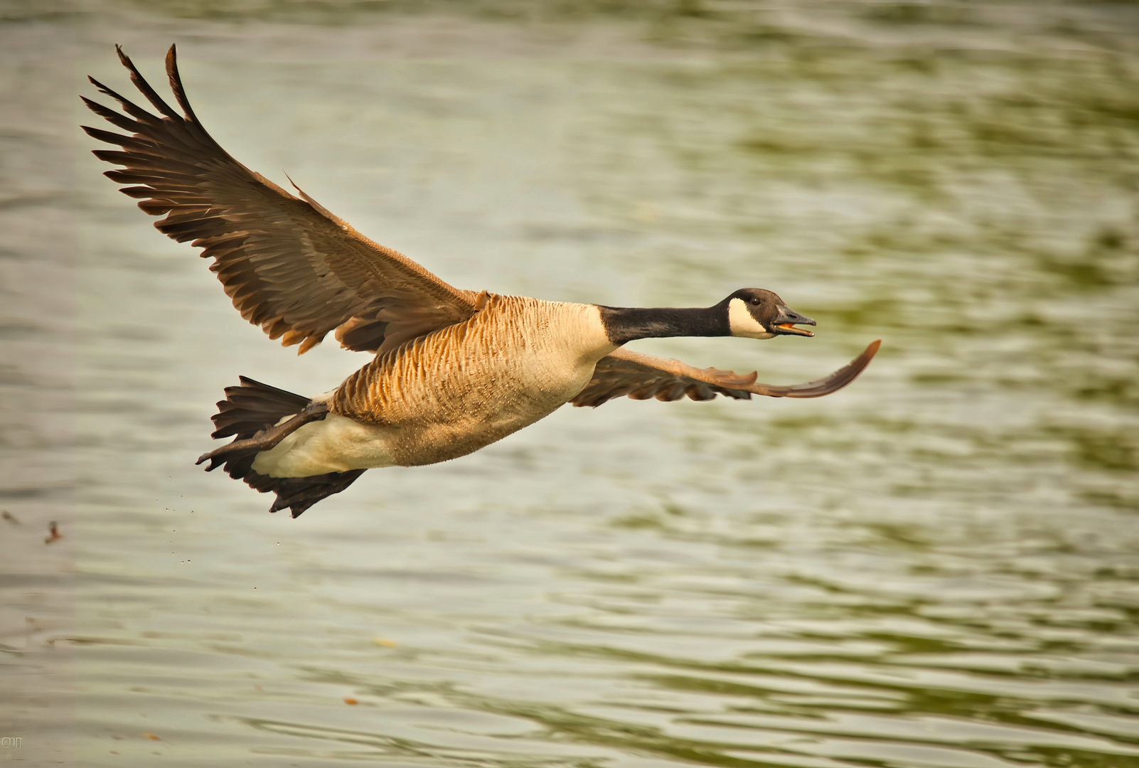 Gans im Flug