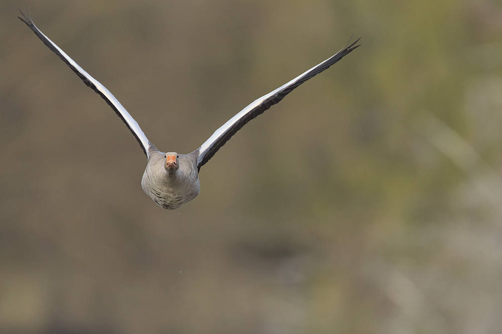 Gans im Flug