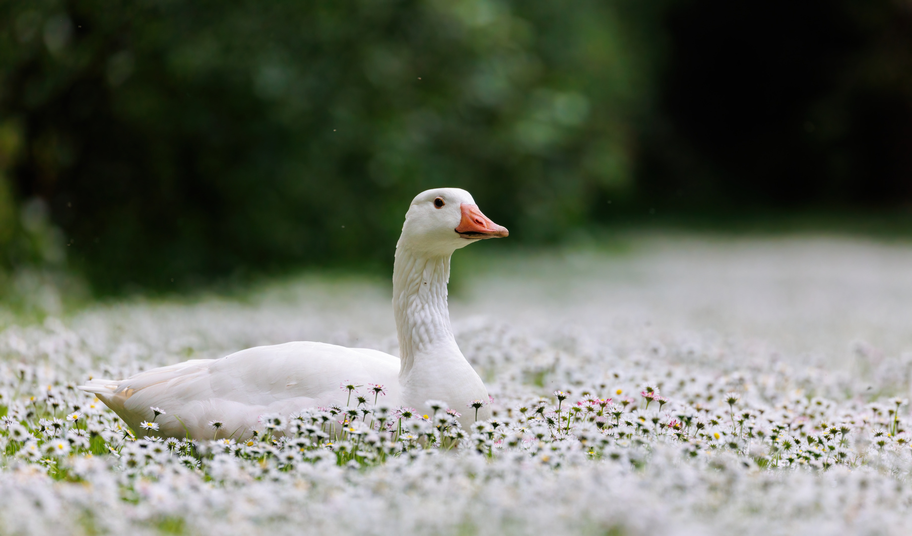 Gans im Gänseblümchenhimmel