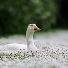 Gans im Gänseblümchenhimmel