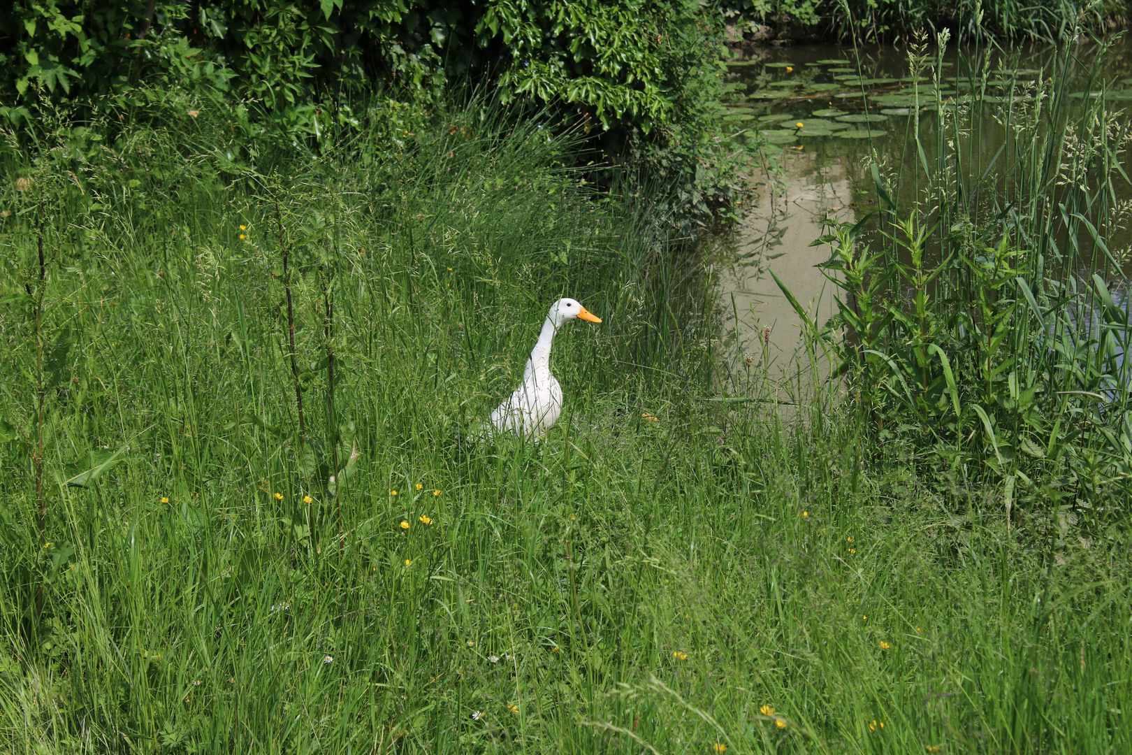 Gans im Glück